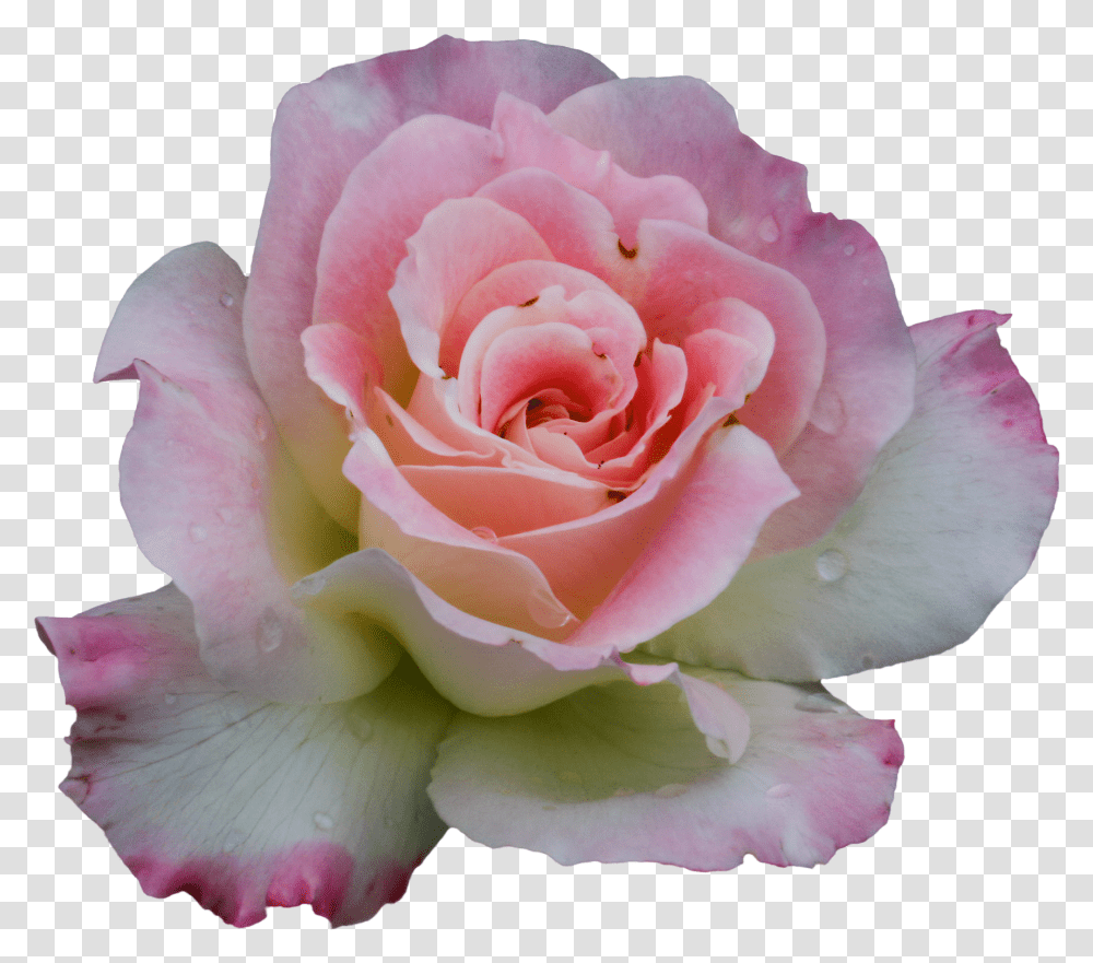 Garden Roses, Flower, Plant, Blossom, Geranium Transparent Png