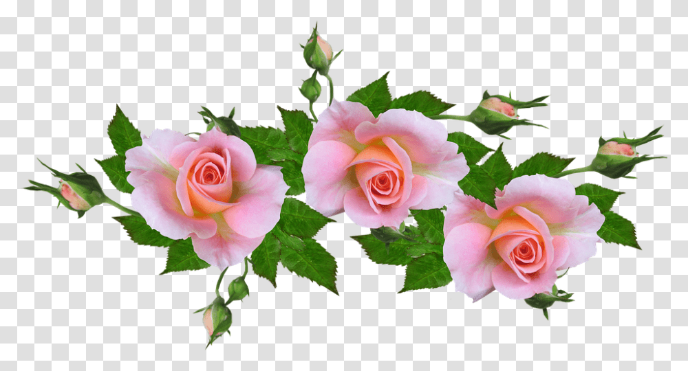 Garden Roses, Flower, Plant, Blossom, Leaf Transparent Png