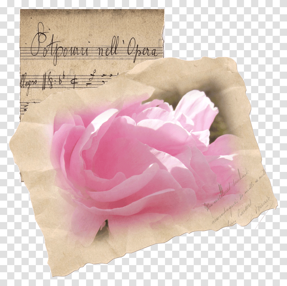 Garden Roses, Flower, Plant, Blossom, Mineral Transparent Png