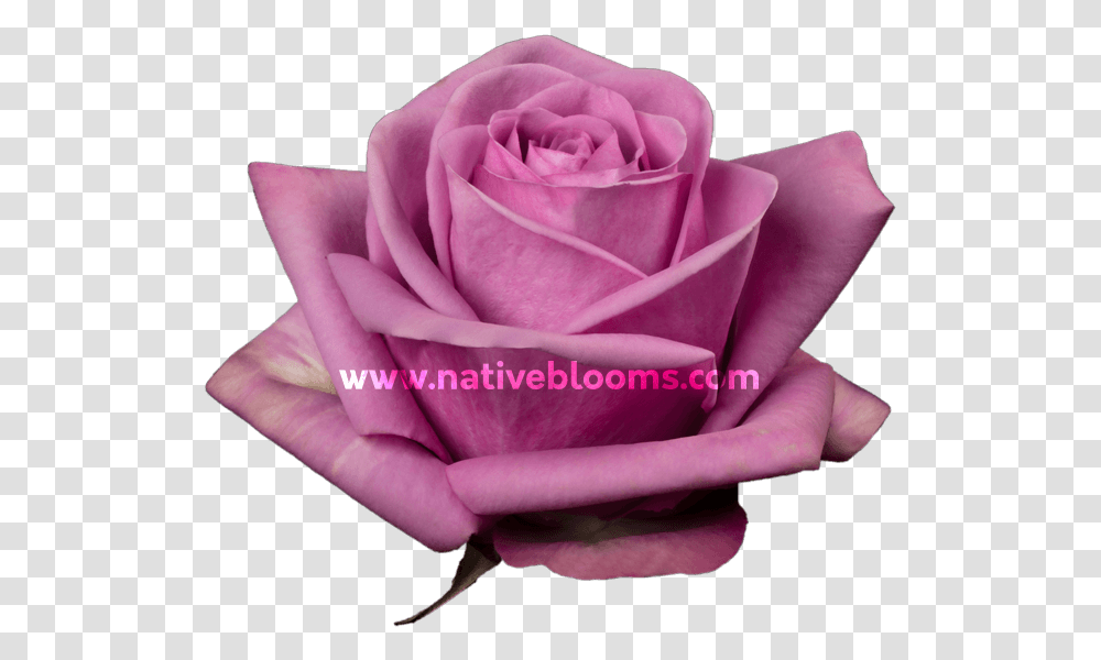 Garden Roses, Flower, Plant, Blossom, Person Transparent Png