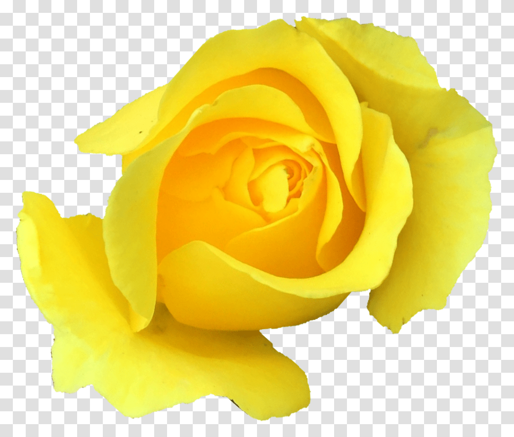 Garden Roses, Flower, Plant, Blossom, Petal Transparent Png