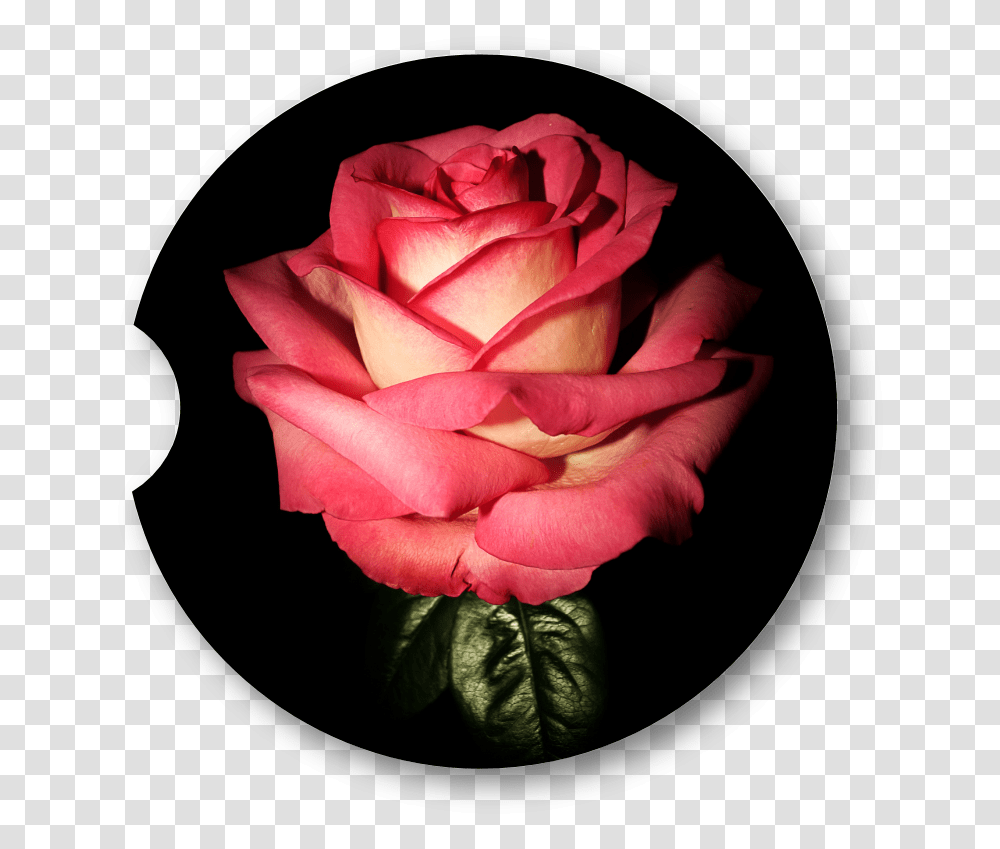 Garden Roses, Flower, Plant, Blossom, Petal Transparent Png