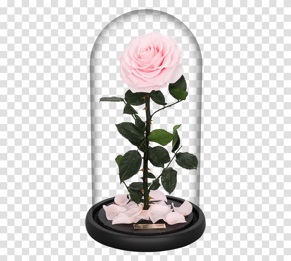 Garden Roses, Flower, Plant, Blossom, Petal Transparent Png