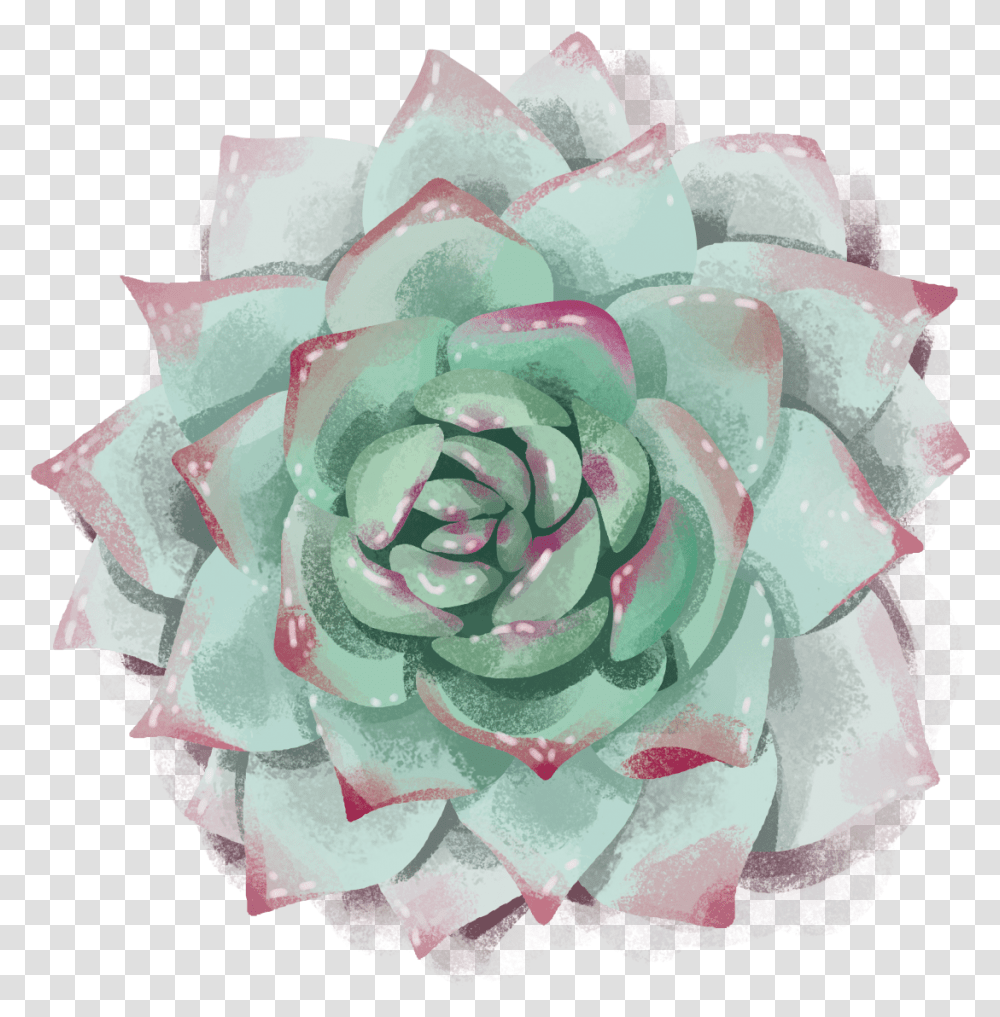 Garden Roses, Flower, Plant, Blossom, Petal Transparent Png