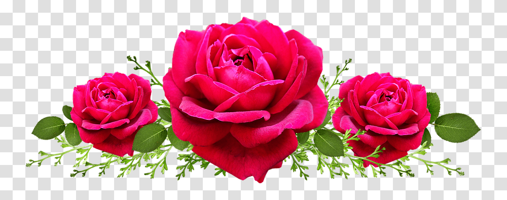 Garden Roses, Flower, Plant, Blossom, Petal Transparent Png