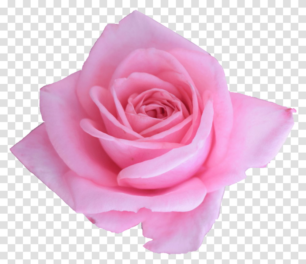 Garden Roses, Flower, Plant, Blossom, Petal Transparent Png