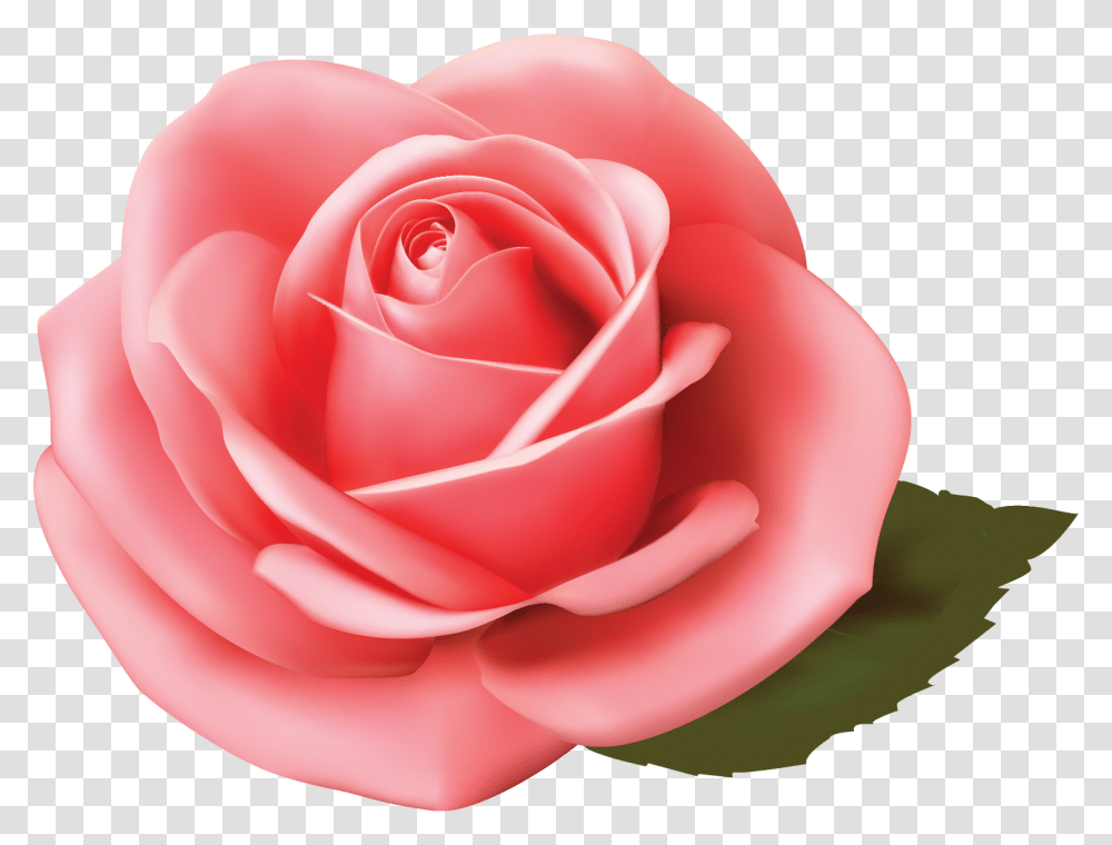 Garden Roses, Flower, Plant, Blossom, Petal Transparent Png