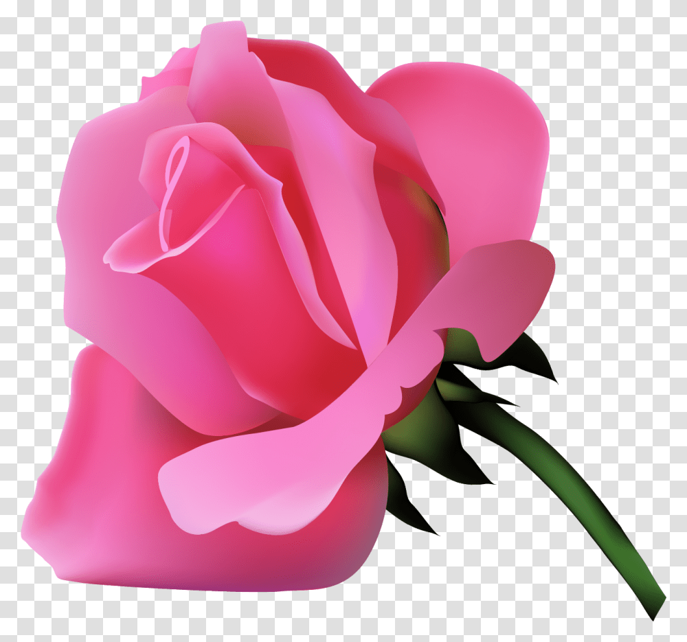 Garden Roses, Flower, Plant, Blossom, Petal Transparent Png