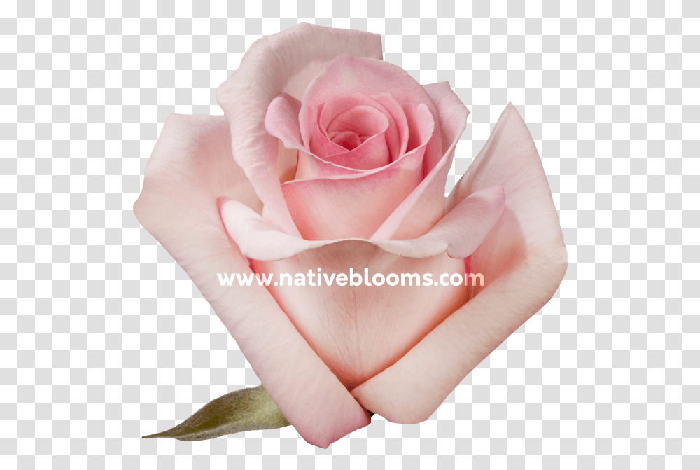 Garden Roses, Flower, Plant, Blossom, Petal Transparent Png
