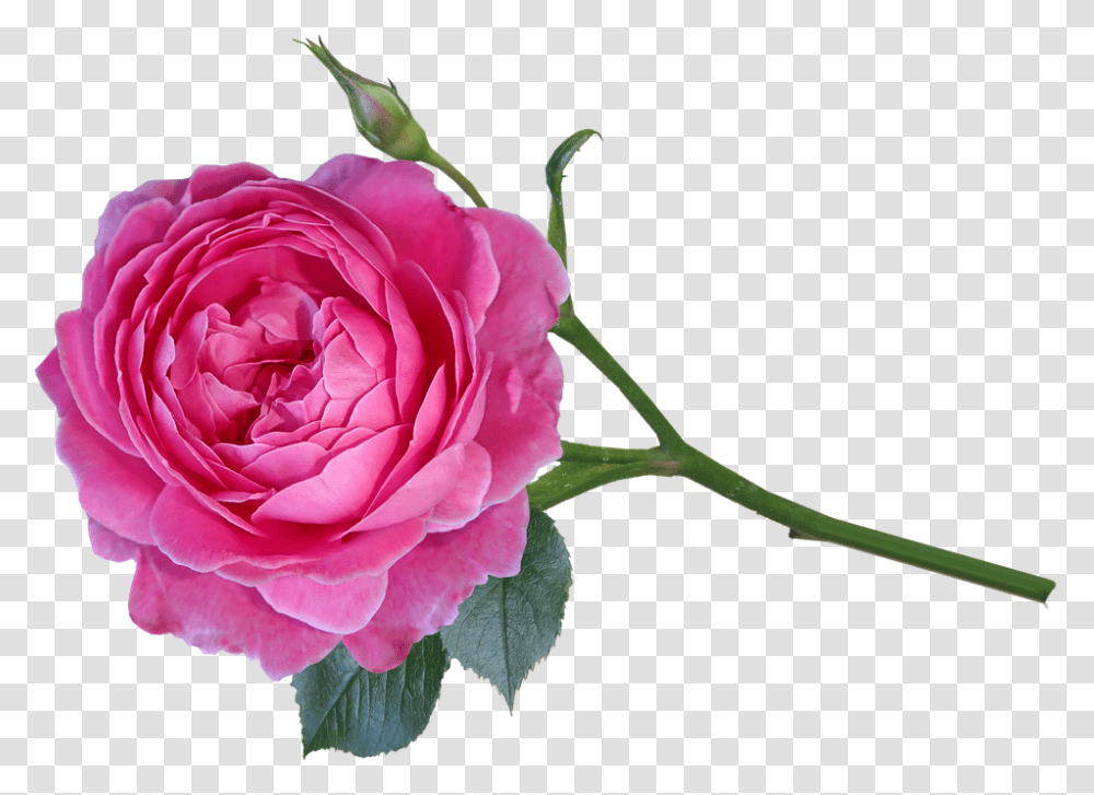 Garden Roses, Flower, Plant, Blossom, Petal Transparent Png