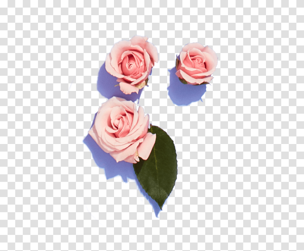 Garden Roses, Flower, Plant, Blossom, Petal Transparent Png