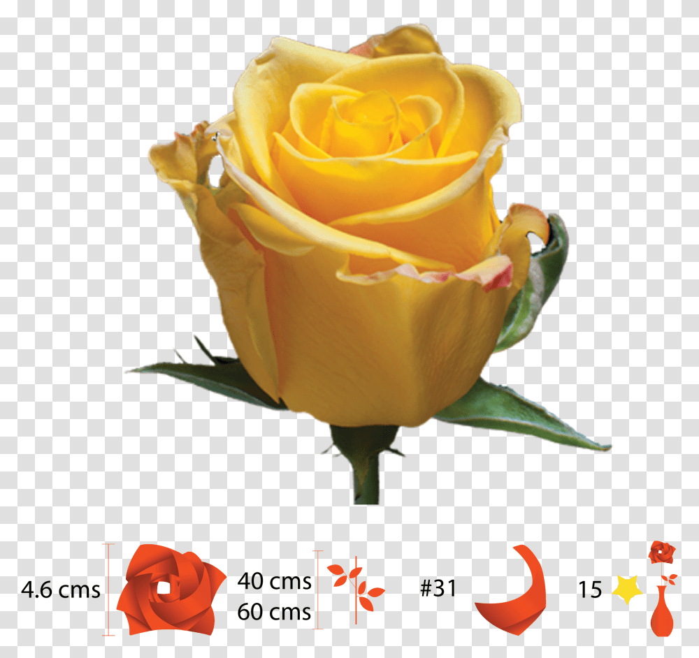 Garden Roses, Flower, Plant, Blossom, Petal Transparent Png