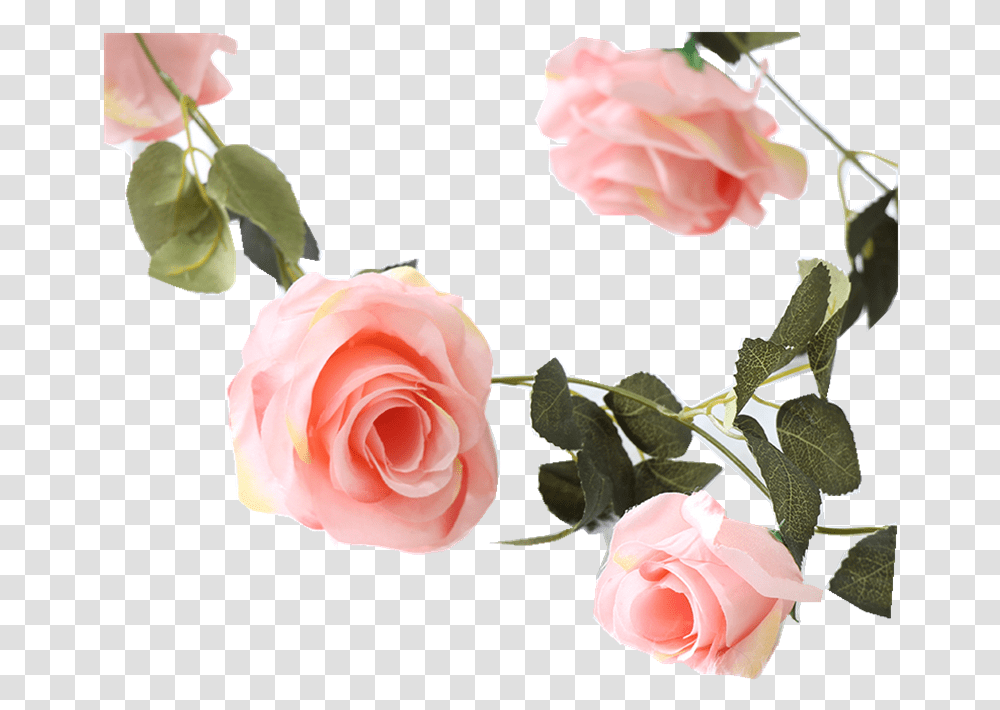 Garden Roses, Flower, Plant, Blossom, Petal Transparent Png