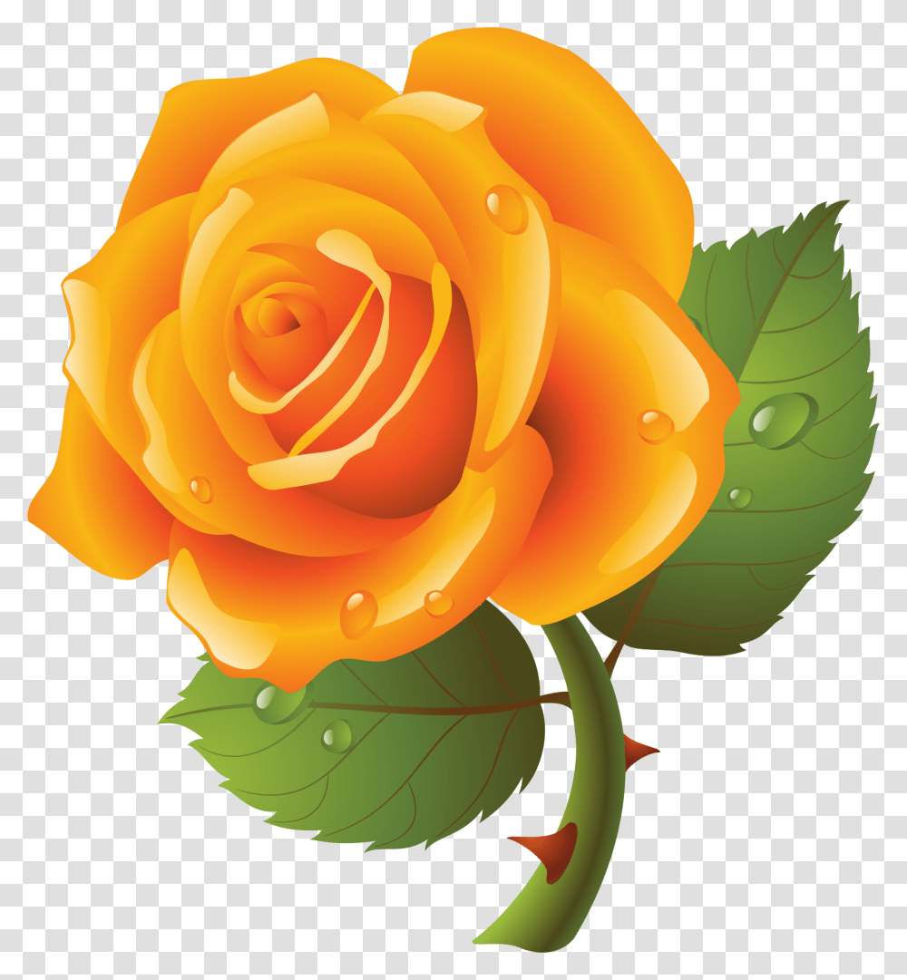 Garden Roses, Flower, Plant, Blossom, Petal Transparent Png