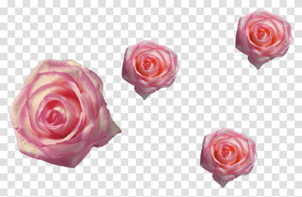 Garden Roses, Flower, Plant, Blossom, Petal Transparent Png