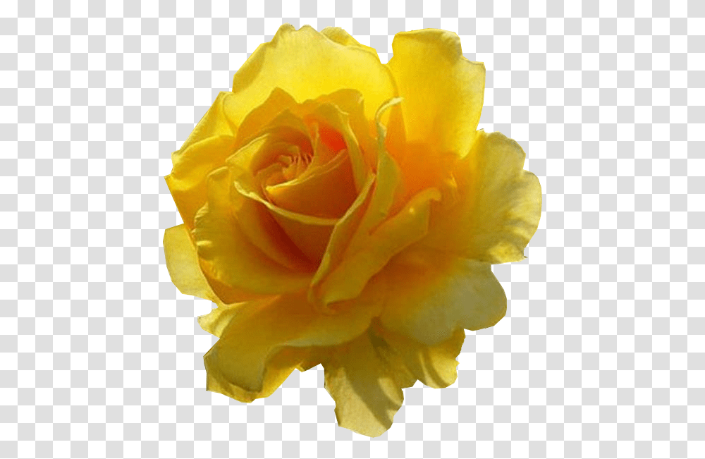 Garden Roses, Flower, Plant, Blossom, Petal Transparent Png