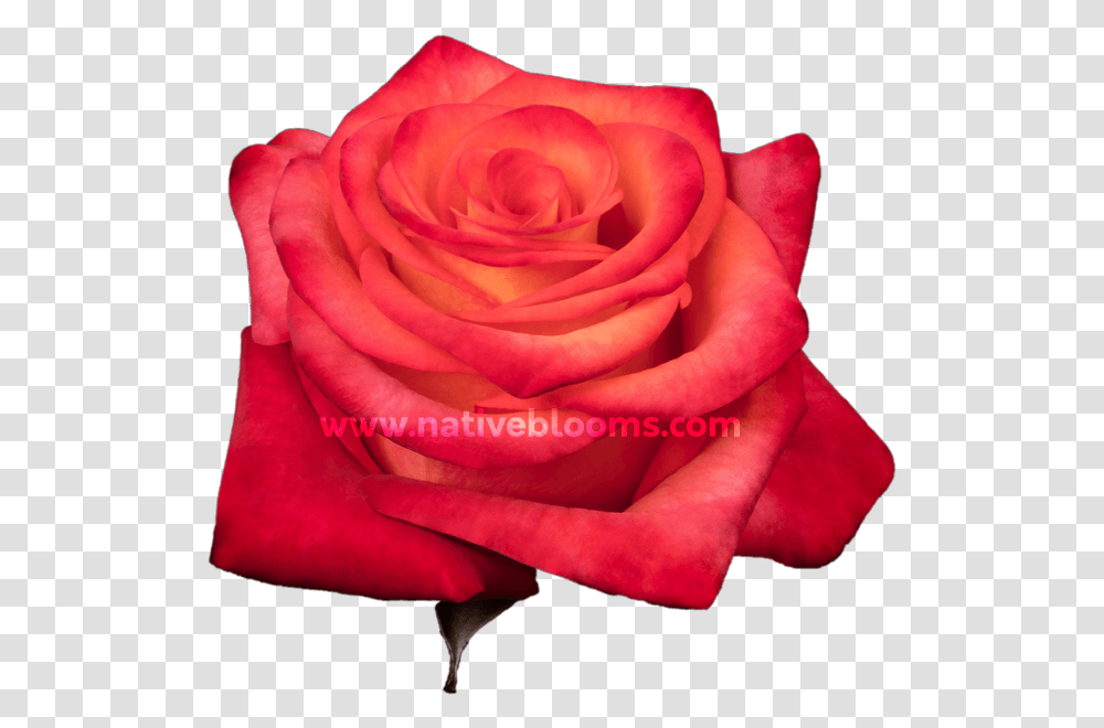 Garden Roses, Flower, Plant, Blossom, Petal Transparent Png