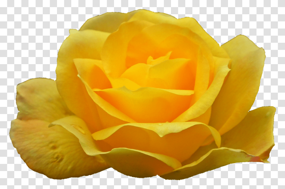 Garden Roses, Flower, Plant, Blossom, Petal Transparent Png