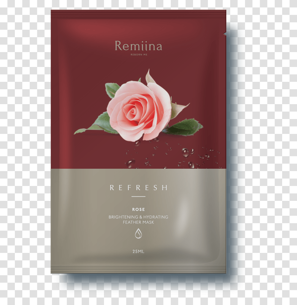 Garden Roses, Flower, Plant, Blossom, Petal Transparent Png