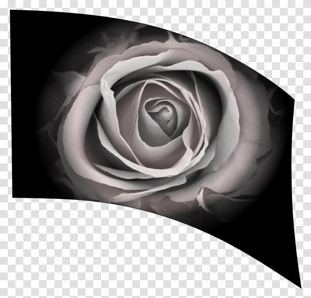 Garden Roses, Flower, Plant, Blossom Transparent Png