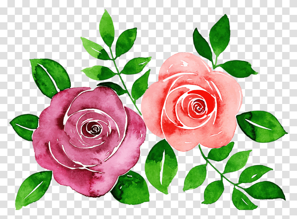 Garden Roses, Flower, Plant, Blossom Transparent Png