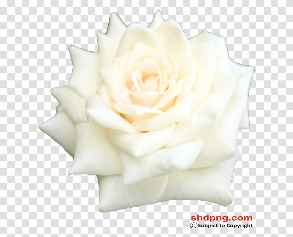 Garden Roses, Flower, Plant, Blossom Transparent Png