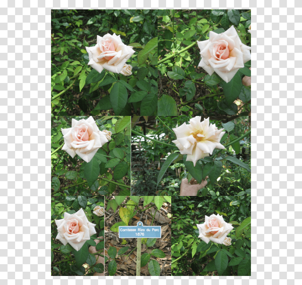 Garden Roses, Flower, Plant, Peony, Petal Transparent Png
