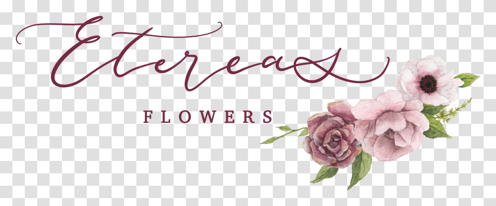 Garden Roses, Flower, Plant, Petal Transparent Png