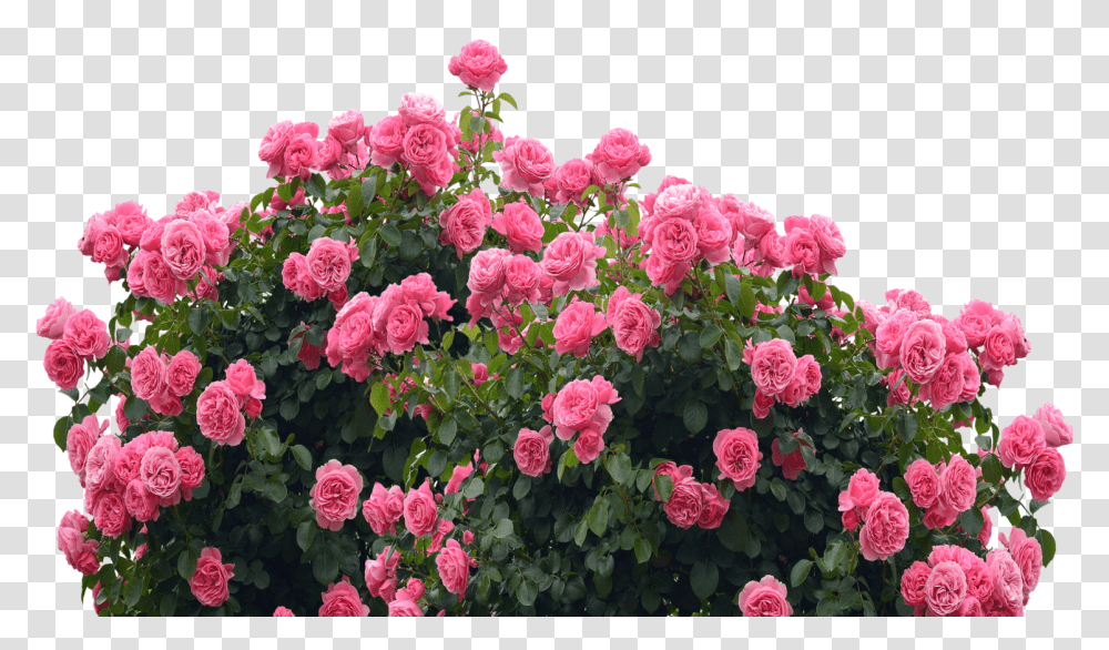 Garden Roses, Geranium, Flower, Plant, Blossom Transparent Png