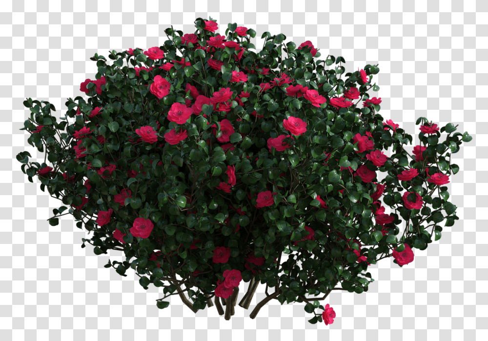 Garden Roses, Geranium, Flower, Plant, Blossom Transparent Png