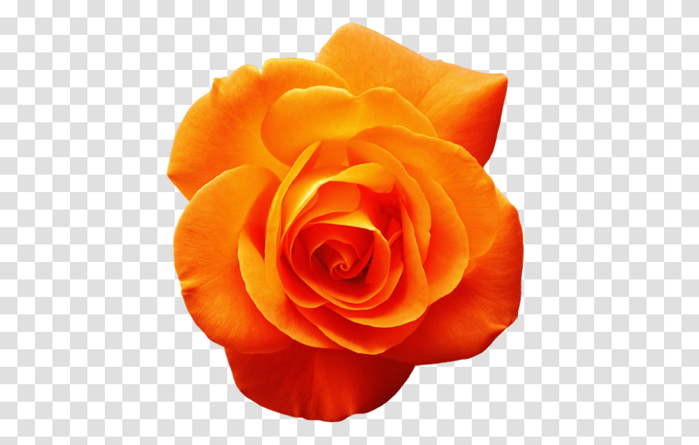 Garden Roses Orange Flower Red Orange Rose, Plant, Blossom, Petal Transparent Png