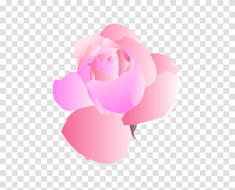 Garden Roses Pink Flower Cabbage Rose, Plant, Blossom, Petal, Carnation Transparent Png