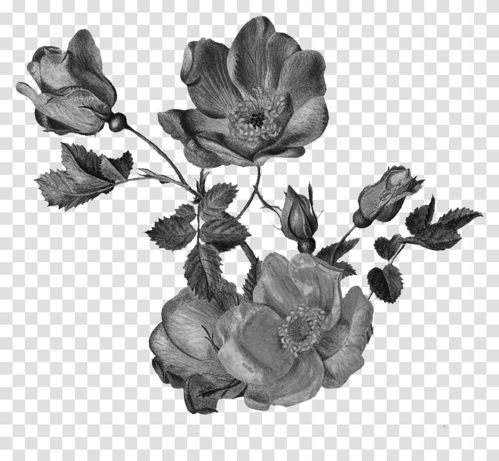 Garden Roses, Plant, Acanthaceae, Flower, Blossom Transparent Png