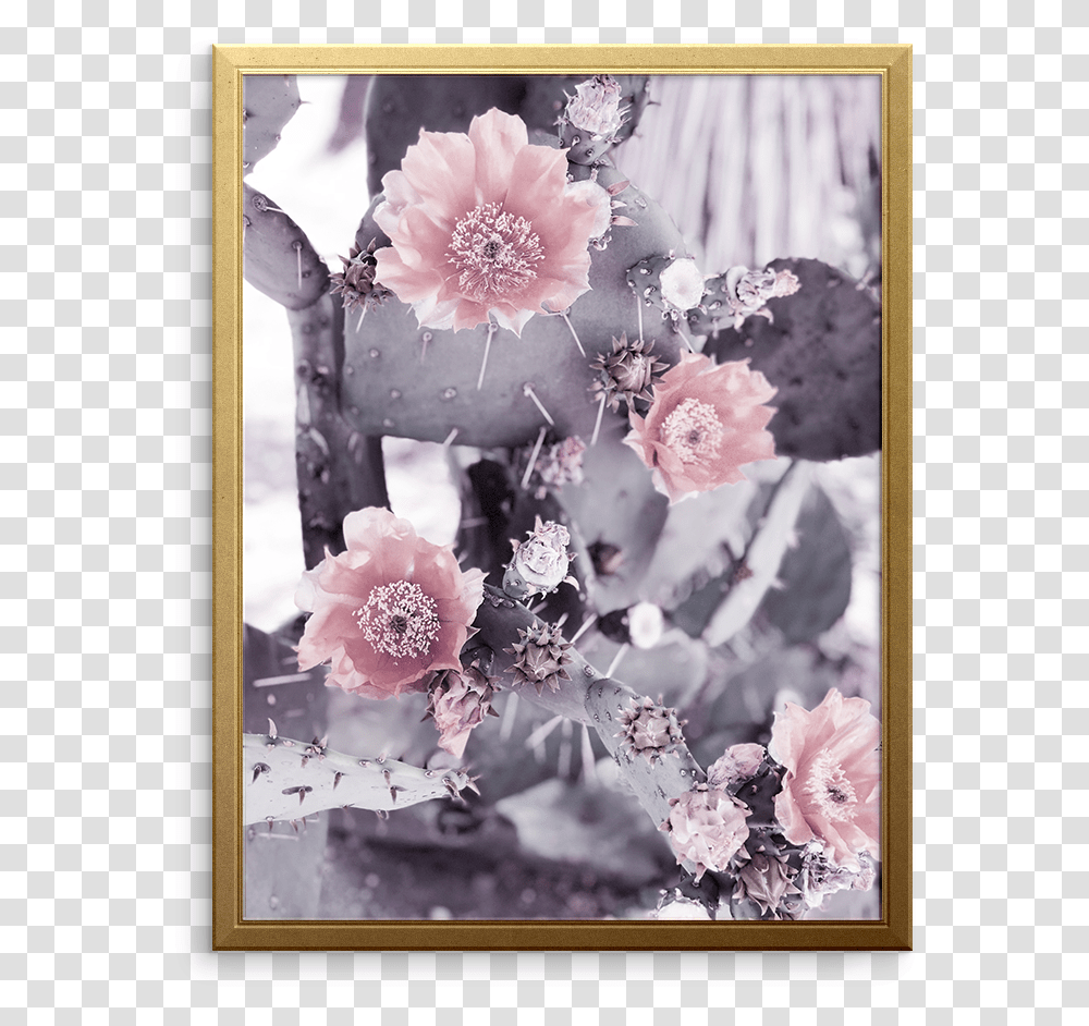 Garden Roses, Plant, Collage, Poster, Advertisement Transparent Png