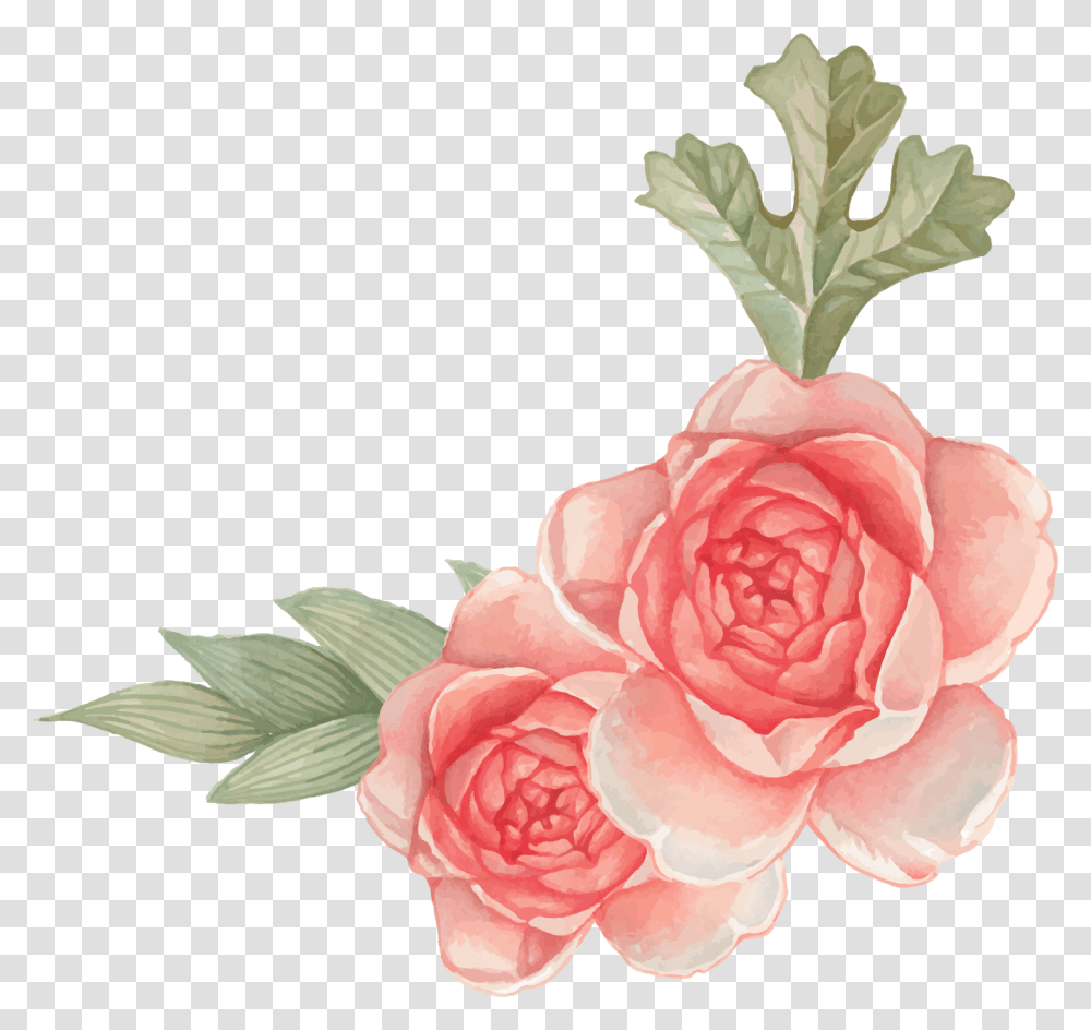 Garden Roses, Plant, Dahlia, Flower, Blossom Transparent Png