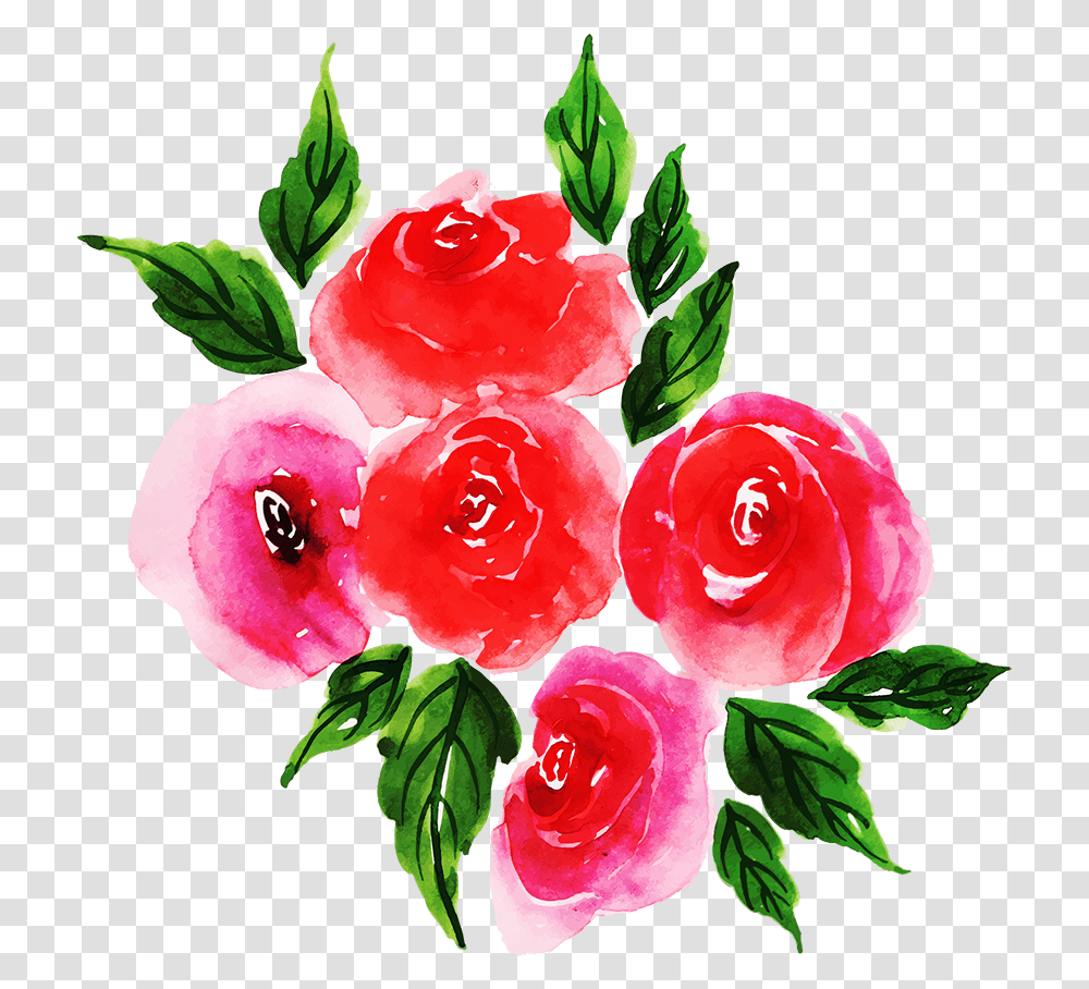 Garden Roses, Plant, Flower, Blossom, Carnation Transparent Png