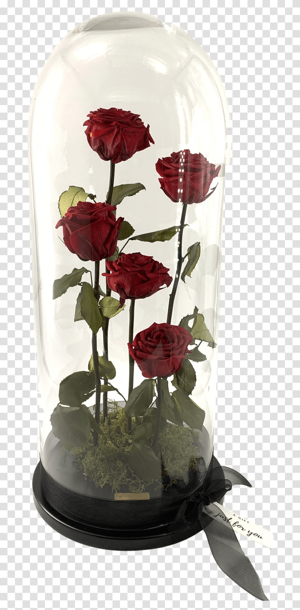 Garden Roses, Plant, Flower, Blossom, Carnation Transparent Png