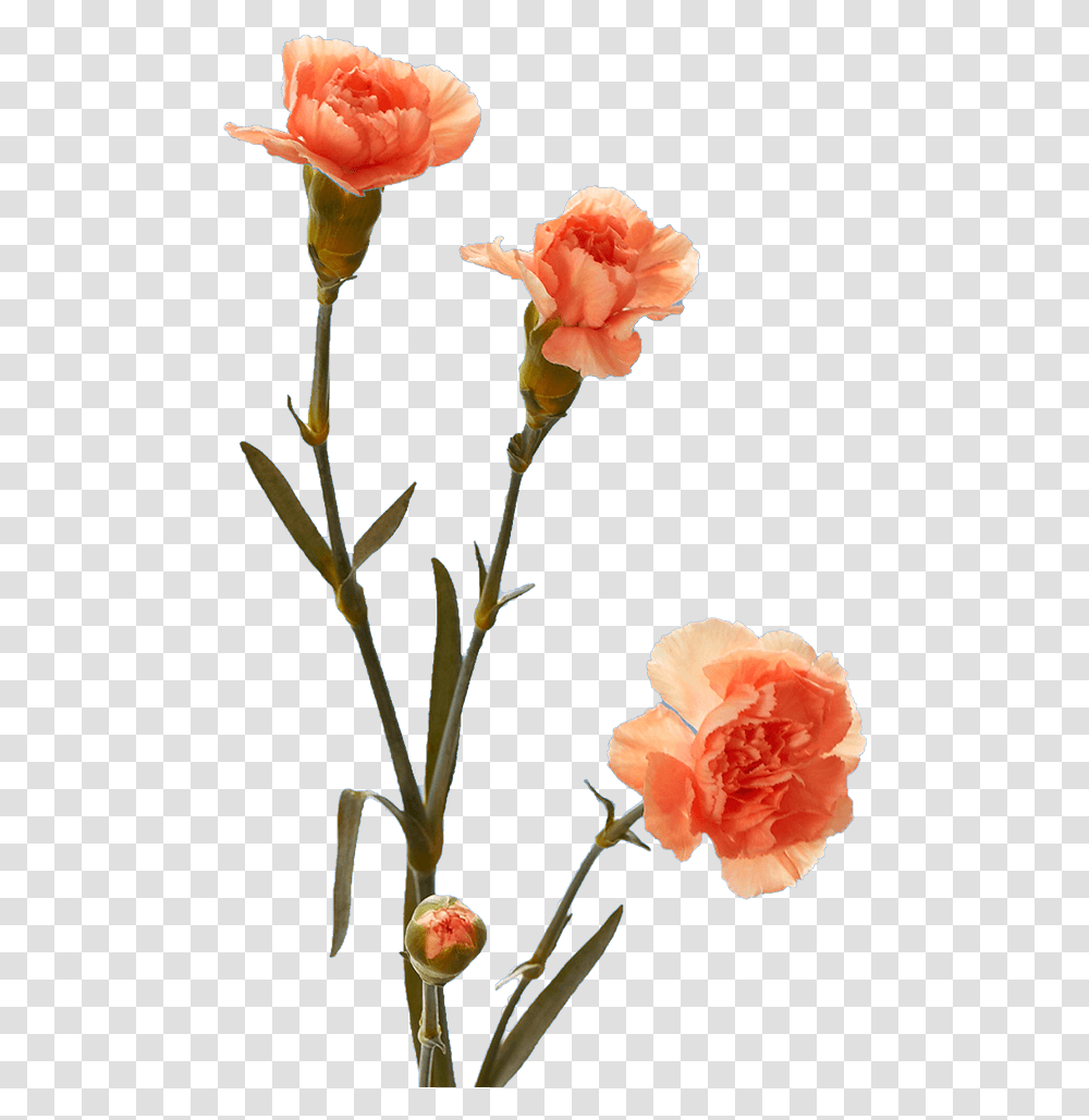 Garden Roses, Plant, Flower, Blossom, Carnation Transparent Png