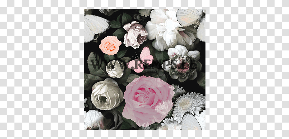 Garden Roses, Plant, Flower, Blossom, Floral Design Transparent Png