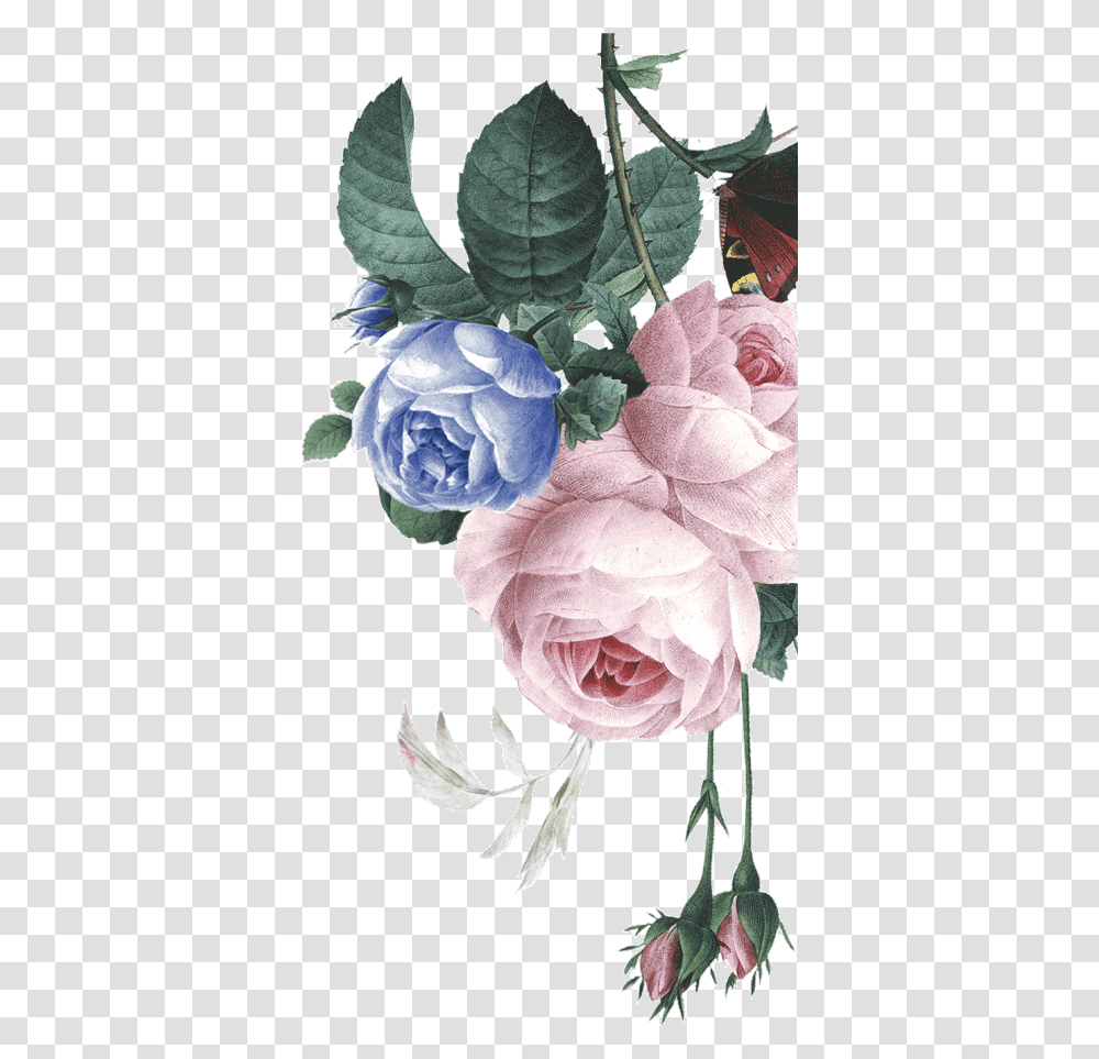 Garden Roses, Plant, Flower, Blossom, Floral Design Transparent Png