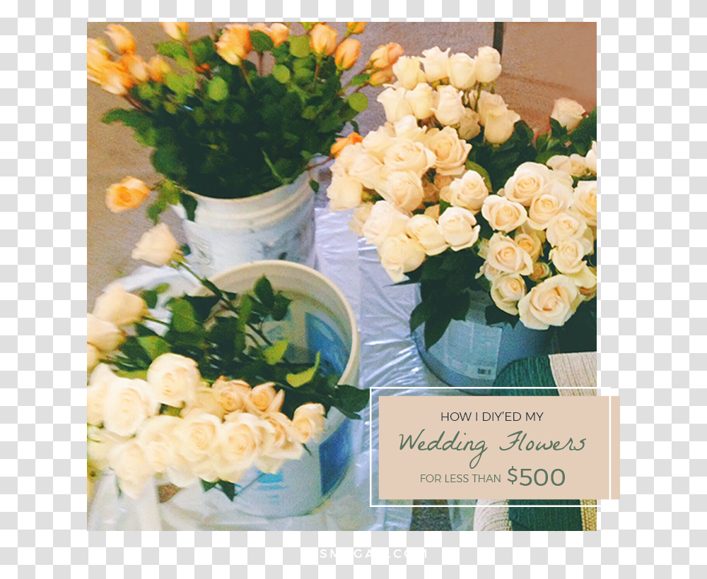 Garden Roses, Plant, Flower, Blossom, Flower Arrangement Transparent Png