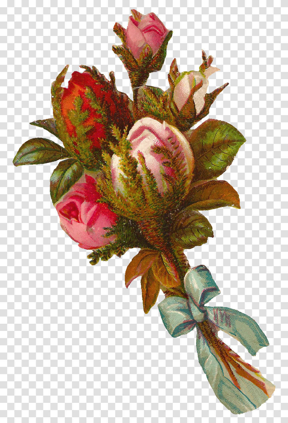 Garden Roses, Plant, Flower, Blossom, Flower Arrangement Transparent Png