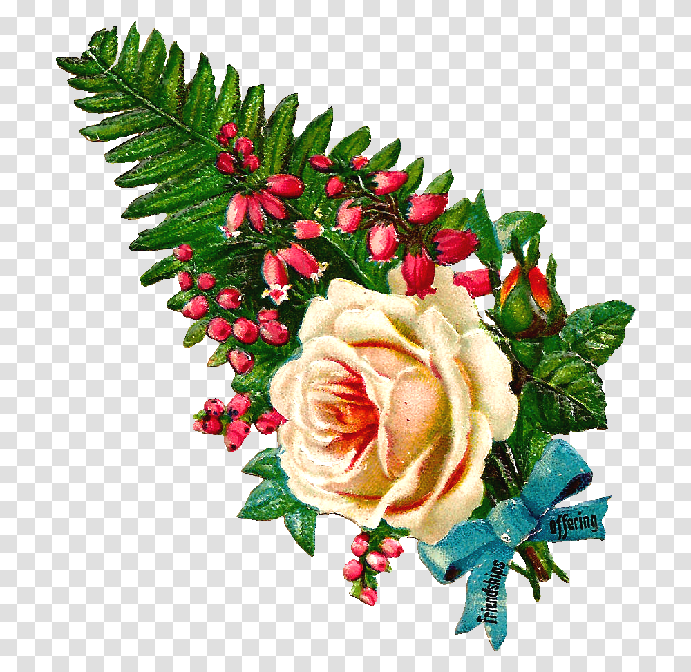 Garden Roses, Plant, Flower, Blossom, Flower Arrangement Transparent Png