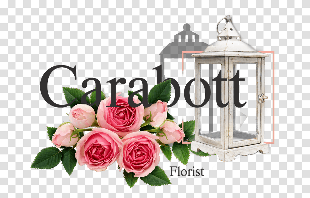 Garden Roses, Plant, Flower, Blossom, Flower Arrangement Transparent Png