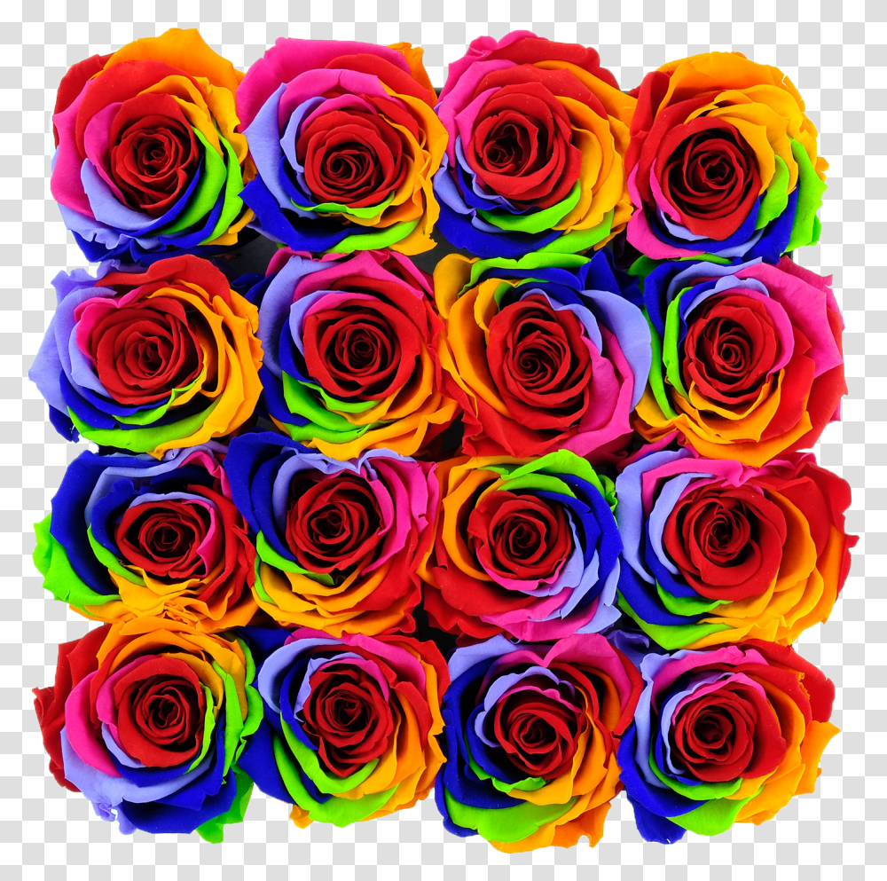 Garden Roses, Plant, Flower, Blossom, Flower Bouquet Transparent Png