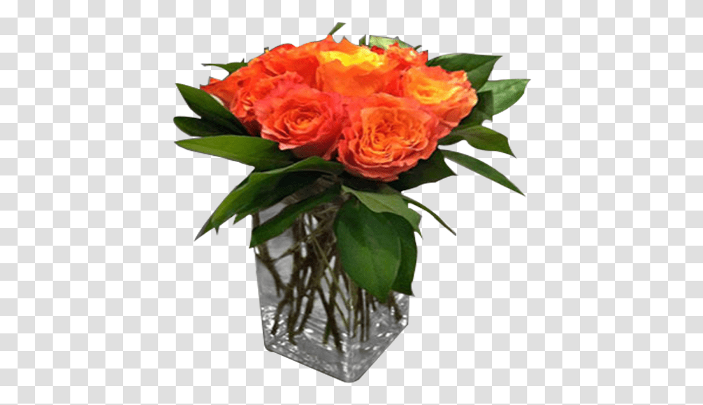 Garden Roses, Plant, Flower, Blossom, Flower Bouquet Transparent Png