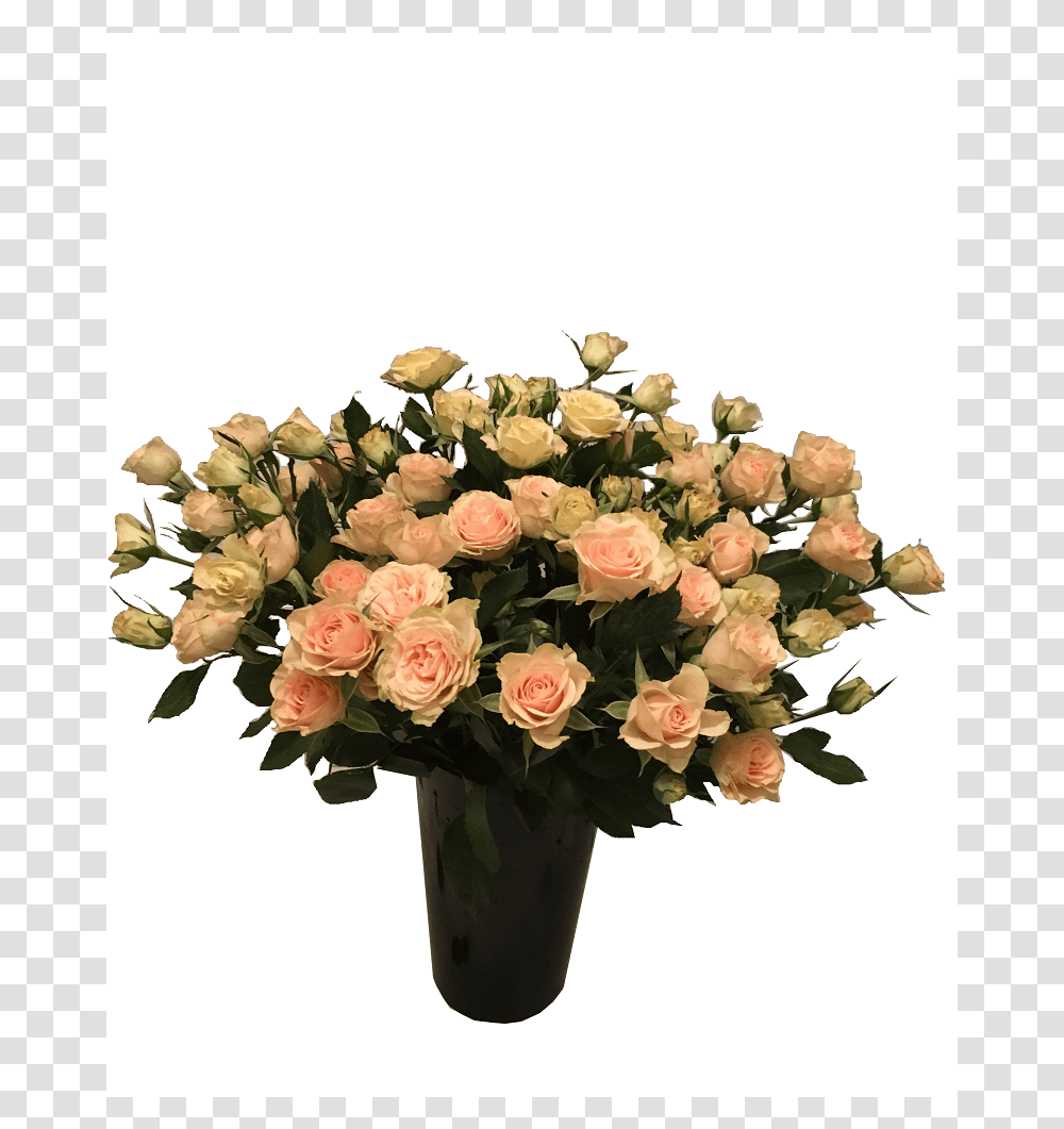 Garden Roses, Plant, Flower, Blossom, Flower Bouquet Transparent Png