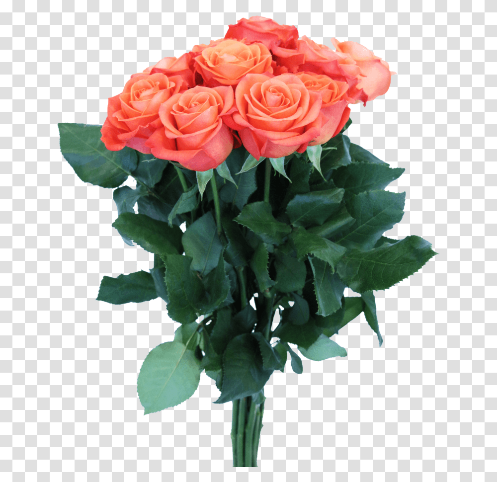 Garden Roses, Plant, Flower, Blossom, Flower Bouquet Transparent Png