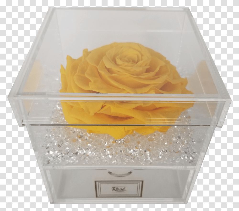 Garden Roses, Plant, Flower, Blossom, Fruit Transparent Png