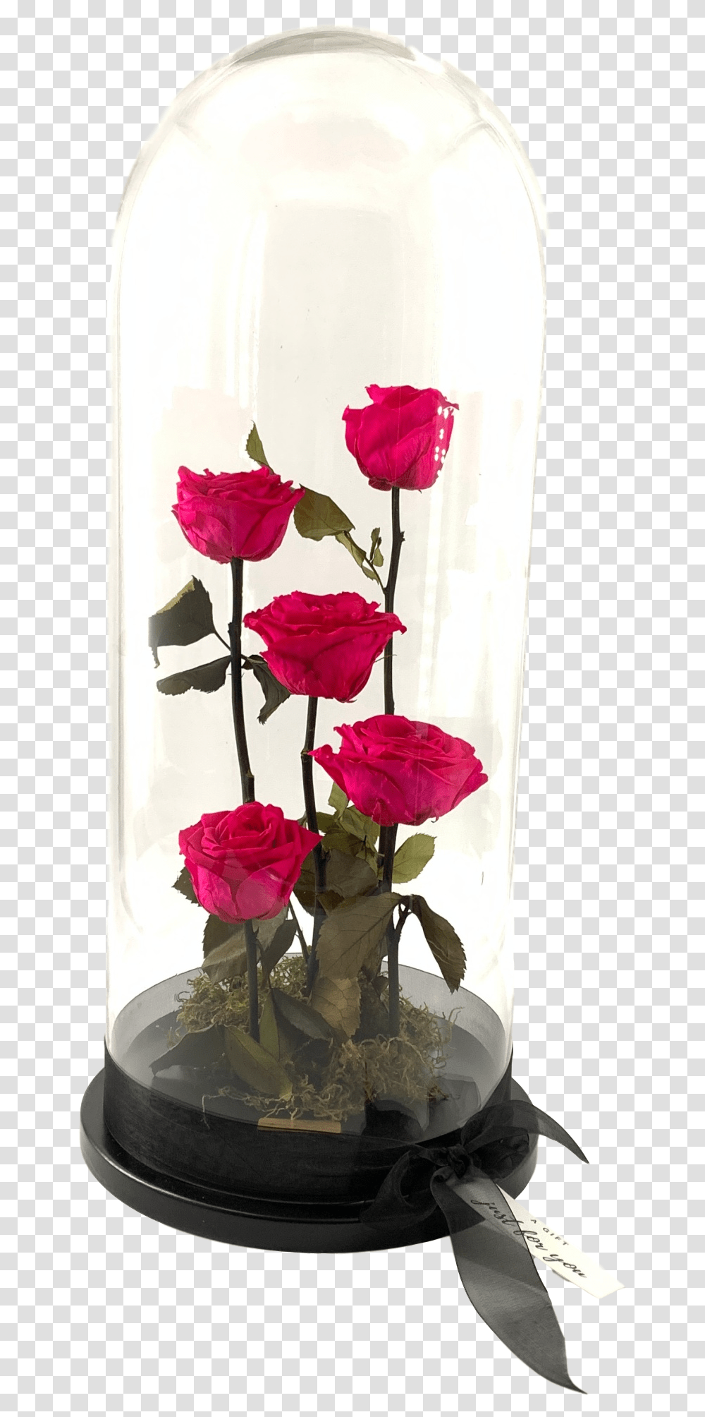 Garden Roses, Plant, Flower, Blossom, Geranium Transparent Png